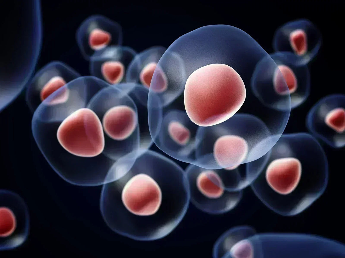 Antioxydants : quels sont leurs rôles et où les trouver ?